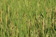 金黄水稻成熟图片