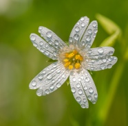 白色花朵露珠图片