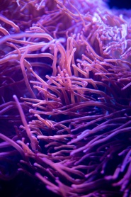 海底紫罗兰珊瑚触须图片