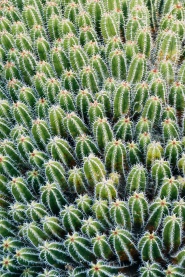 仙人掌植物林图片