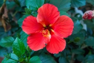 红木槿花朵图片
