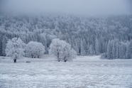 森林白雪积雪图片