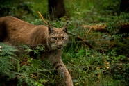 森林野猫图片