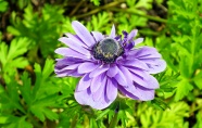盛开紫色海葵花朵图片