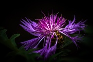 矢车菊紫色花朵图片