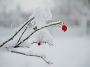 冬季雪中风景图片