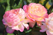 漂亮粉色玫瑰花朵图片