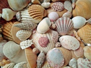 漂亮纹理贝壳图片