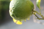 雨后绿色柠檬水果图片