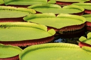 水生植物莲蓬图片