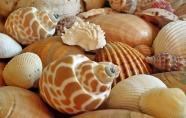 花纹螺旋贝壳图片