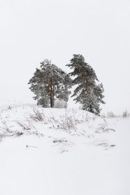 冬季雪地雪松图片