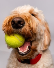 咬着网球的狗狗图片