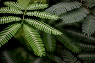 植物绿叶摄影图片