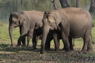 森林大象小象图片