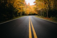 秋季树林公路风景图片