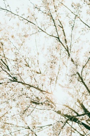 小清新樱花树图片