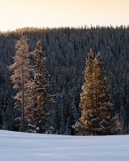 冬季杉树林图片