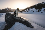 冬季狗狗晒太阳图片