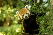 可爱小浣熊吃竹叶图片