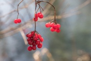 冬季枝头红浆果图片