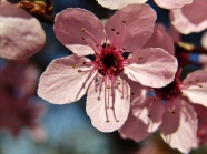 梅花开放微距花朵图片