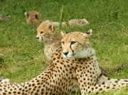 动物园猎豹休息图片