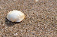 沙滩漂亮白色贝壳图片