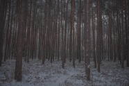 冬天森林里的细树干图片