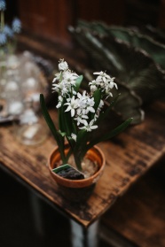 桌台小盆栽花卉图片