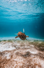 深海海龟摄影图片