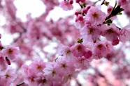 春天漂亮樱花绽放图片