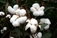白色棉花成熟图片