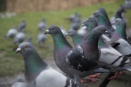 一群灰色观赏鸽子图片