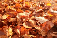 秋天干黄落叶图片
