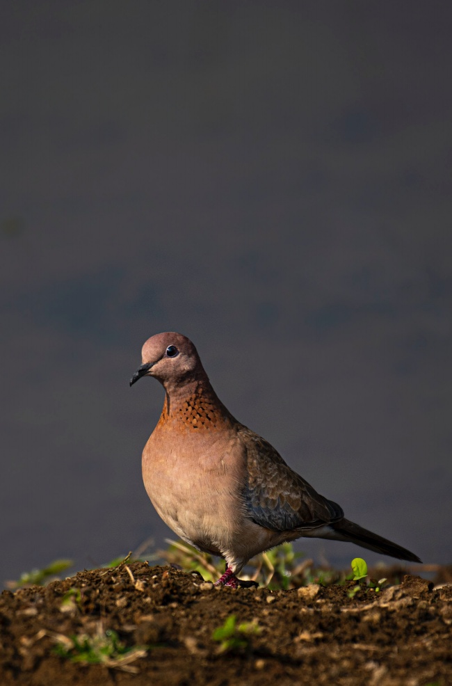 来源:时间:2021-04-25类别:飞禽世界图片大小:847kb标签:鸽子飞鸽野生