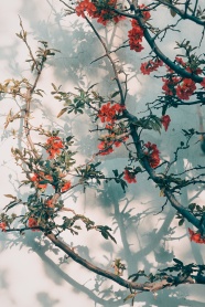 墙角植物花卉图片摄影