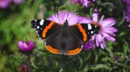 花朵上授粉的蝴蝶图片