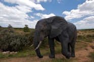 非洲野生大象摄影图片