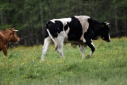 牧场放牧奶牛图片