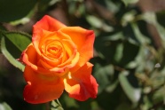 鲜橙色玫瑰花朵图片