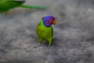 一只漂亮彩色鹦鹉图片