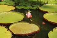 池塘莲蓬图片