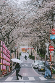 道路两旁樱花盛开图片