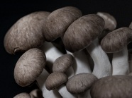 微距食用蘑菇图片