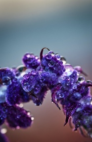 雨后紫色花卉微距图片