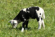 草地吃草的羔羊图片
