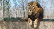 狮子王休息图片