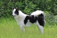 黑白色雪橇狗图片