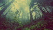 薄雾森林风景图片